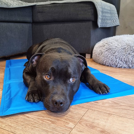 Tapis rafraîchissant pour chiens, 40 x 50 cm, bleu